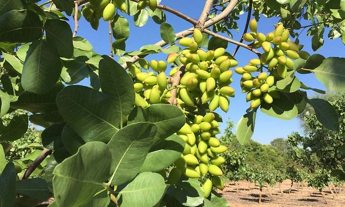 El pistacho ecológico: un cultivo sostenible con cada vez más protagonismo - Pistachos Luna